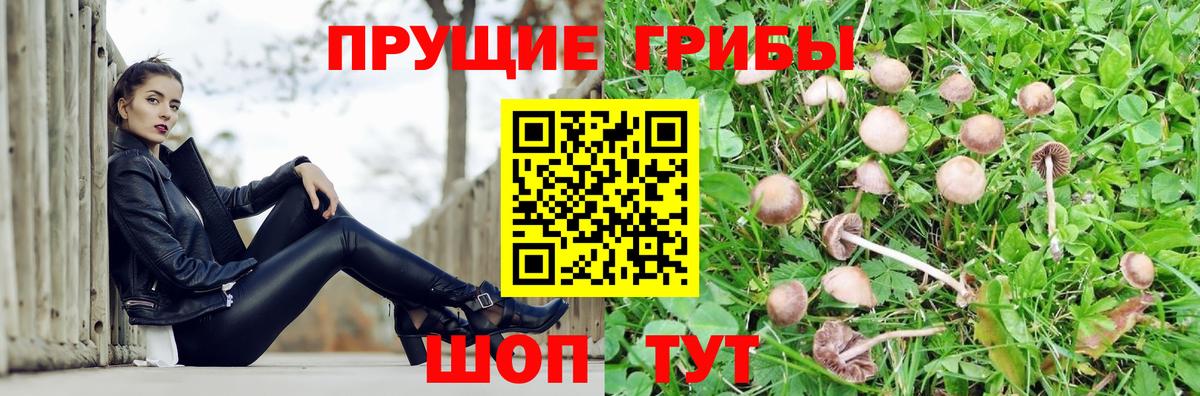 Псилоцибиновые грибы прущие грибы  купить закладку  Галлюциногенные грибы мухоморы  Чернушка  Вход с VPN 